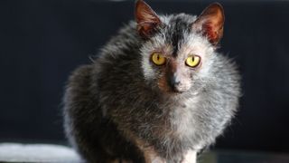 Lykoi cat