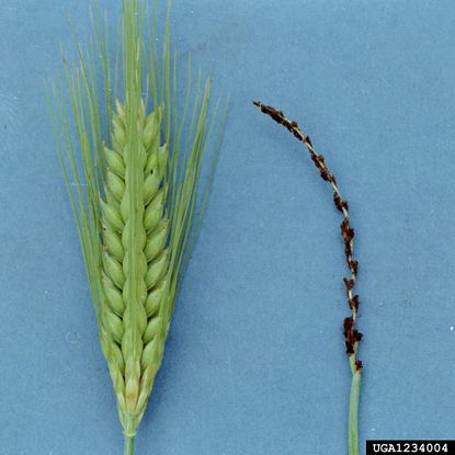 Normal Barley Next To Diseased Smut Covered Barley