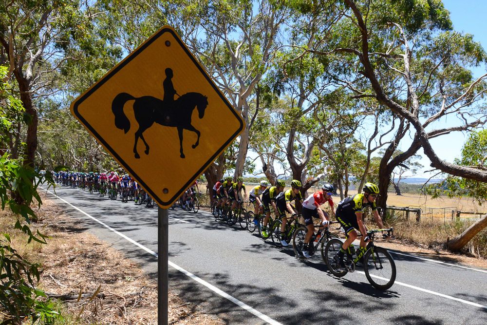 The Tour Down Under peloton in action during stage 3