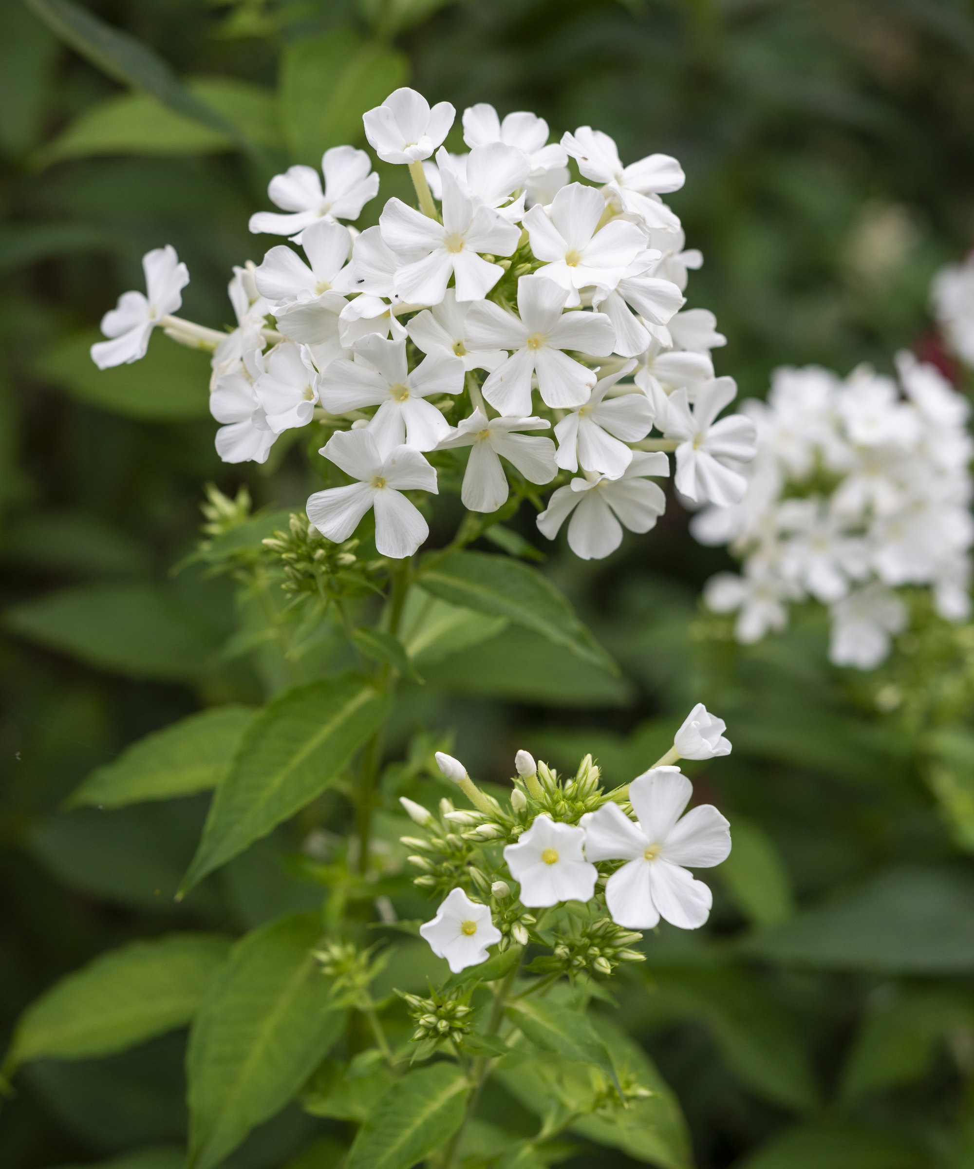 A perennial phlox paniculata with white flowers atop green stems