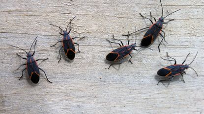 How to get rid of boxelder bugs 
