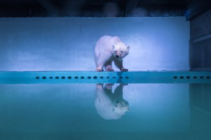 A polar bear is seen in an aquarium at the Grandview mall in Guangzhou, Guangdong province, China.