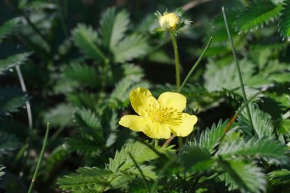 Cinquefoil Weeds