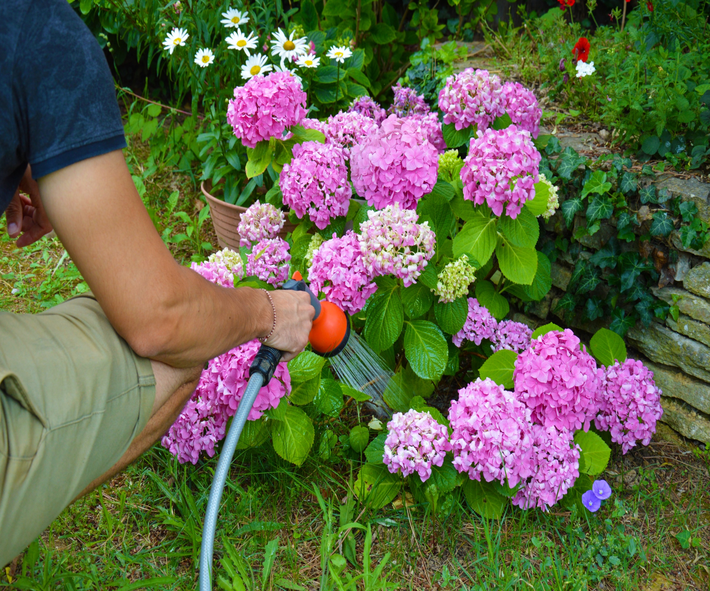 A man watering a hydrangea with pink flowers