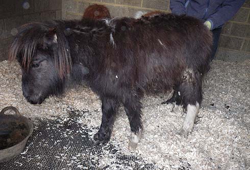 A rescued Shetland