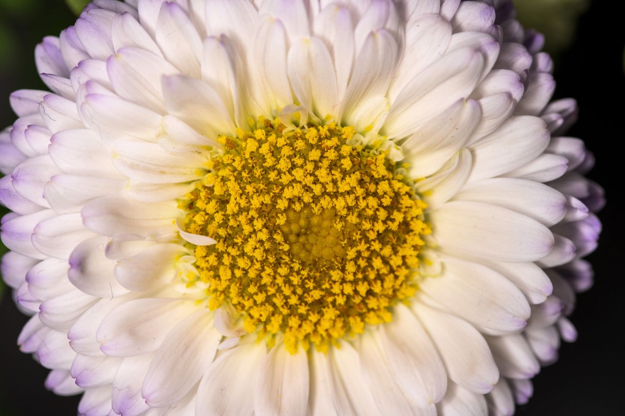 K&amp;F Concept KF-150 Macro Ring Flash example shot
