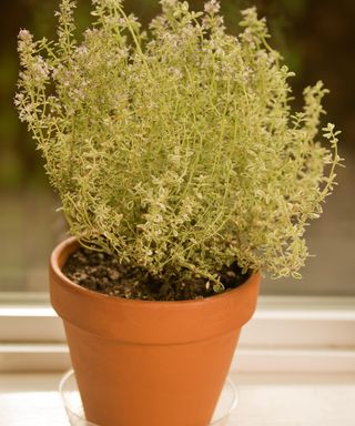 Thyme growing indoors in a terracotta pot