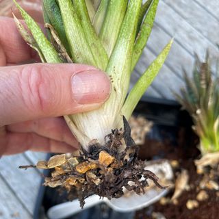 Aloe vera pups