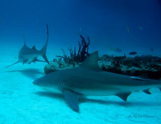 Two male bull sharks traveling together. Nose-to-tail swimming is common among sharks — with males and juveniles, as well as females.