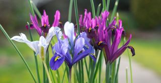 Purple, lilac and white Iris reticulata colourful spring flowers