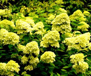 Limelight hydrangea plants growing in garden border