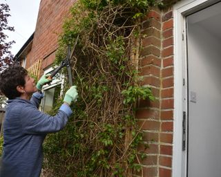 Woman pruning clematis with shears