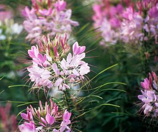 pale pink Cleome (spider flower) flowers