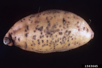 Potato With Swollen Lenticels