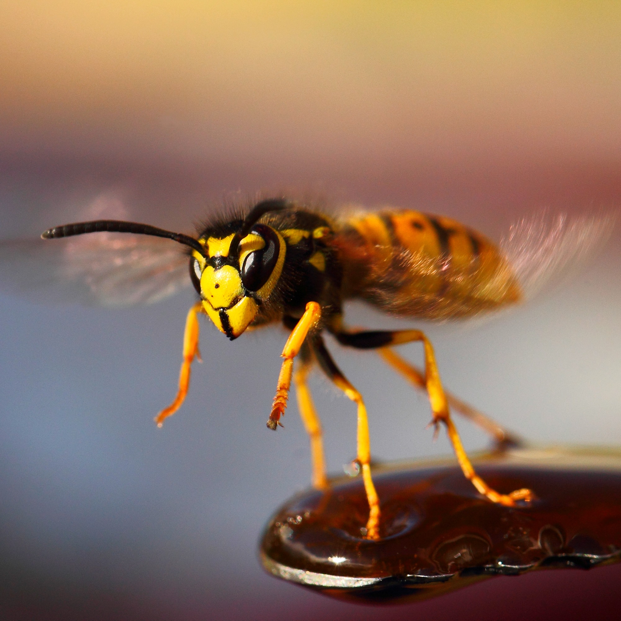 Yellowjacket wasp taking off
