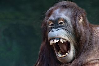 An orangutan laughing.