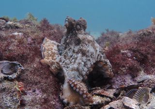 A gloomy octopus (Octopus tetricus) in Jervis Bay, Australia.