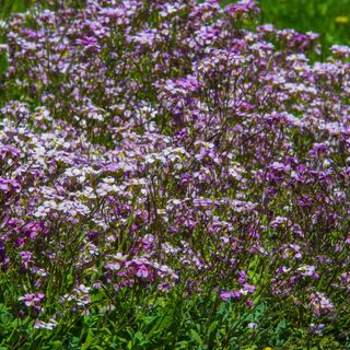 Close up of purple night-scented stocks