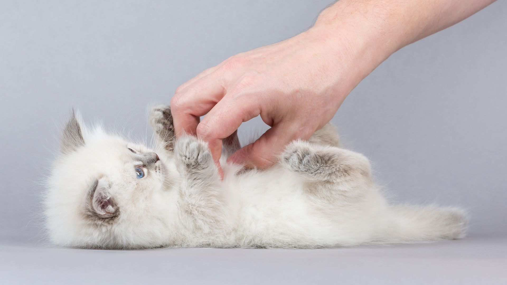 are-cats-ticklish-petsradar