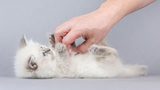 Kitten being tickled