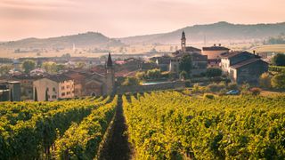 Soave vineyard