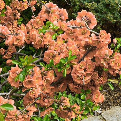Ornamental Quince 'orange Trail'