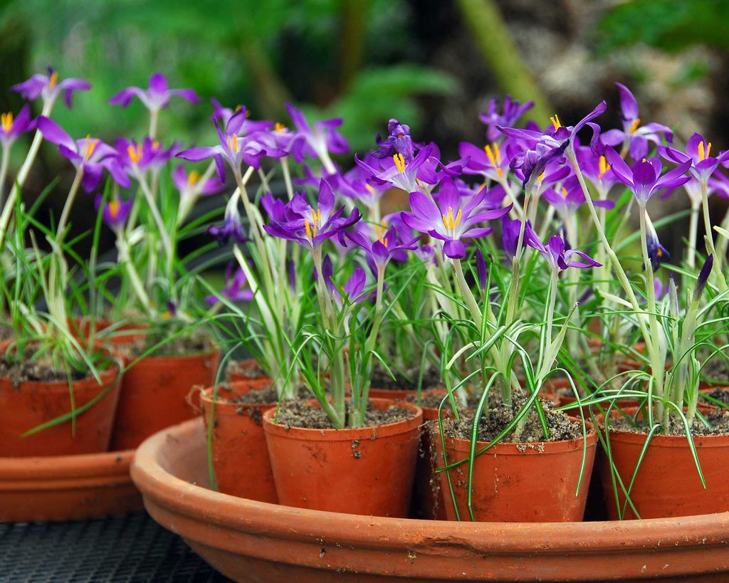 Best winter plants for pots 17 bright ideas Gardeningetc