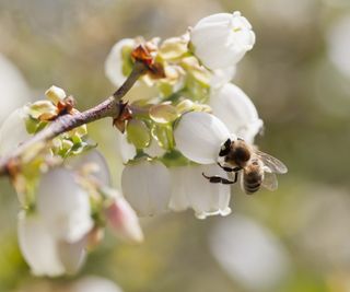 Bee pollinating blueberry flowers