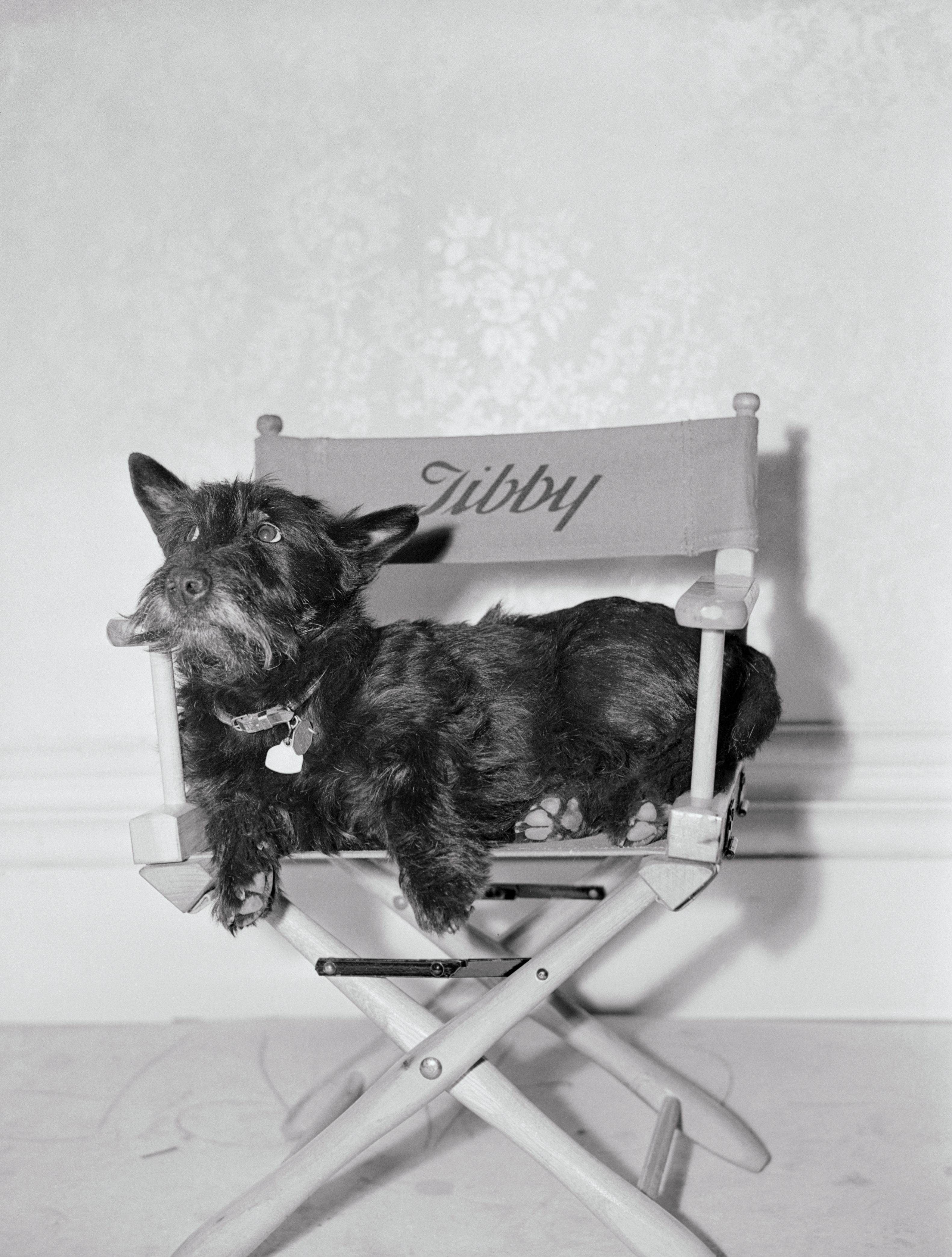 &lsquo;Bette Davis&rsquo;s Scottish terrier, Tibby, reclining on a personalised director&rsquo;s chair bearing her name, photographed on a studio set at Warner Bros in a black-and-white publicity image.&rsquo;
