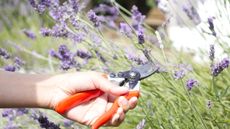 Pruning lavender in summer with pruning shears