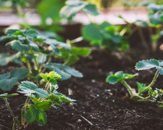 strawberry plants growing in a vegetable bed