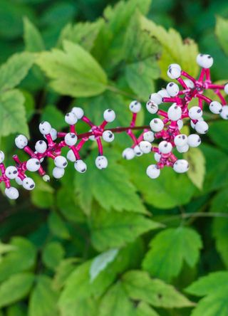 Candian forests for the bizarre white baneberry