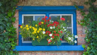 5 Beautiful Window Box Planting Combinations That Thrive On Neglect &ndash; Set and Forget for Effortless Summer Color