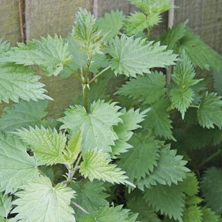 nettles with green leaf and plant