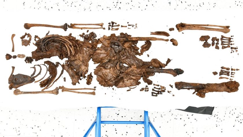 Decapitated bog body in variable state of preservation; head area is to the left and feet to the right. The torso and pelvis have flesh and organs remaining.