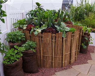 A small urban garden with vegetables grown in containers