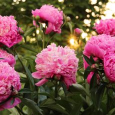 Peonies in my garden.