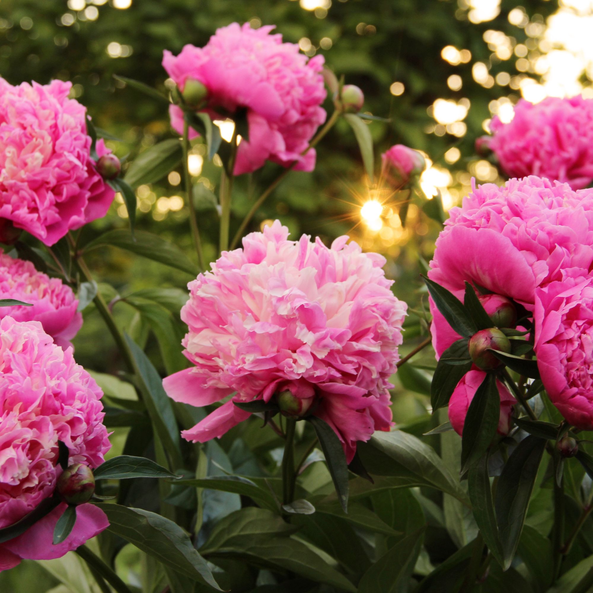 Peonies in my garden.