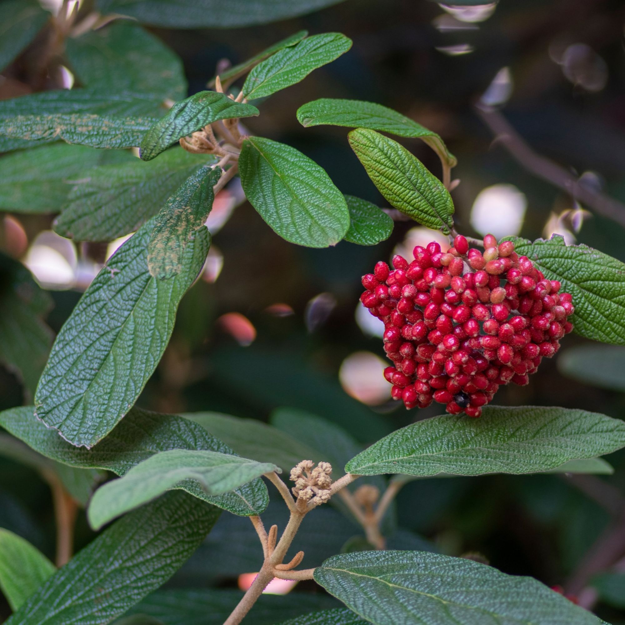Viburnum rhytidophyllum shrub with berries