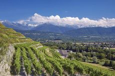 Savoie wines