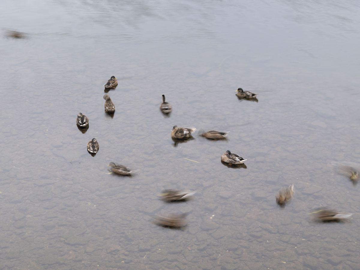 Sample images taken with the Hasselblad X2D II 100C