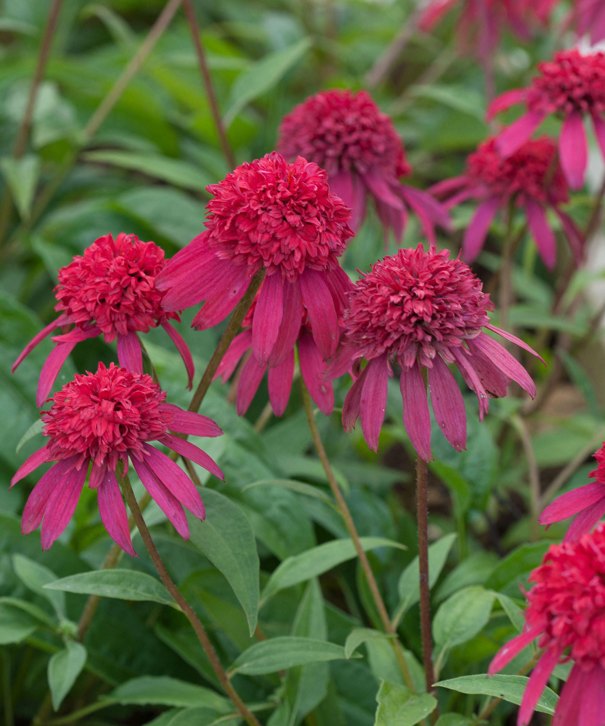 red Echinacea-Double-Scoop&amp;trade; Cranberry flowers