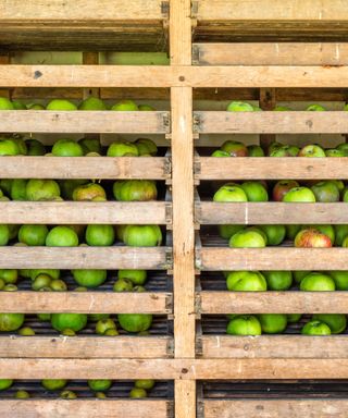 stored apples in a wooden rack