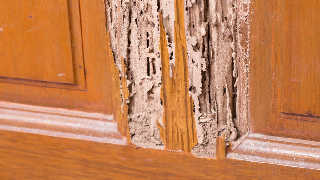 How to get rid of termites in your home Tom's Guide