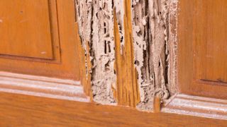 Wood damage from termites