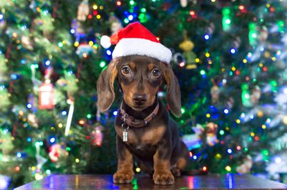Dachshund Puppy at Christmas Card