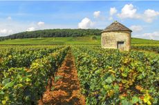 Burgundy 2022 investment