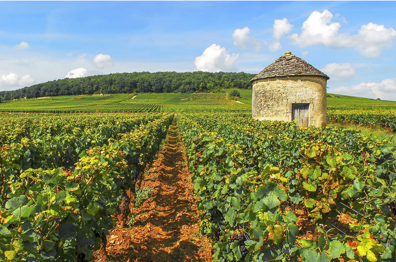 Burgundy 2022 investment