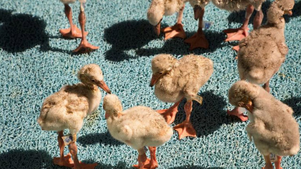 Baby Flamingos