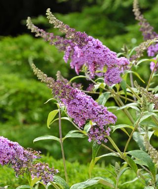 butterfly bush flowers